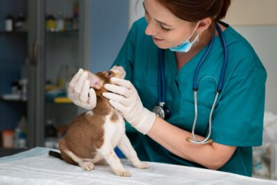 procedimentos veterinários